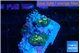 Rhodactis magma small polyps 2 polyps WYSIWYG acclimaté
