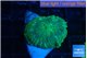 Rhodactis green blue 1 polyp WYSIWYG acclimaté