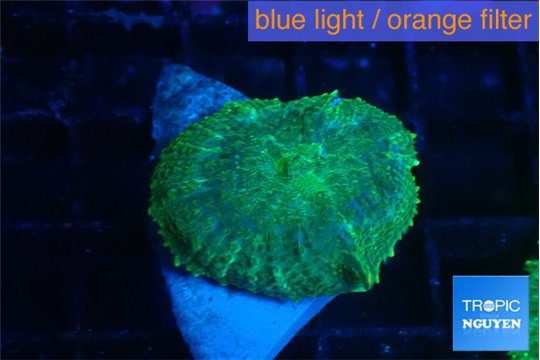 Rhodactis green blue 1 polyp WYSIWYG acclimaté