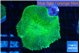 Rhodactis green 1 polyp WYSIWYG acclimaté
