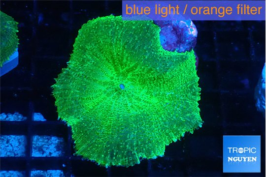 Rhodactis green 1 polyp WYSIWYG acclimaté