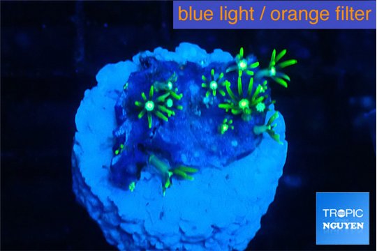 Pachyclavularia neon green 2 cm WYSIWYG acclimaté