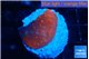 Montipora red cap 1-2 cm WYSIWYG acclimaté