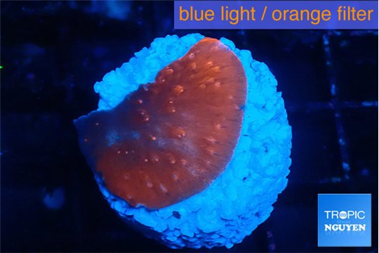 Montipora red cap 1-2 cm WYSIWYG acclimaté