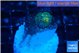 Rhodactis golden fusion small polyps 1 polyp WYSIWYG acclimaté
