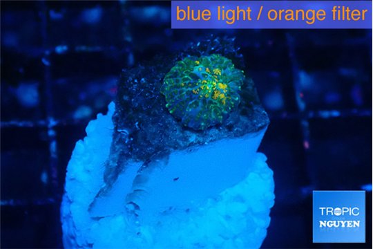 Rhodactis golden fusion small polyps 1 polyp WYSIWYG acclimaté