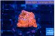 Echinophyllia candy swirl 1-2 cm WYSIWYG acclimaté