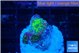 Ricordea yuma 2 polyps WYSIWYG acclimaté
