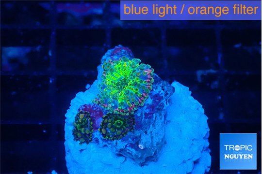 Ricordea yuma 2 polyps WYSIWYG acclimaté