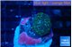 Rhodactis green purple 1 polyp WYSIWYG acclimaté