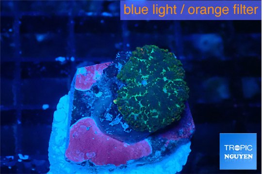 Rhodactis green purple 1 polyp WYSIWYG acclimaté