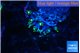 Pachyclavularia neon green 2 cm WYSIWYG acclimaté
