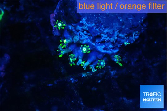 Pachyclavularia neon green 2 cm WYSIWYG acclimaté