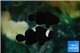 Amphiprion midnight & Amphiprion midnight lightning couple 5-6 cm WYSIWYG acclimaté