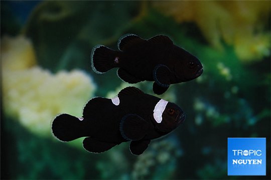 Amphiprion midnight & Amphiprion midnight lightning couple 5-6 cm WYSIWYG acclimaté