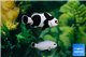 Amphiprion mocha black storm & Amphiprion platinum black spot couple 5-6 cm WYSIWYG acclimaté