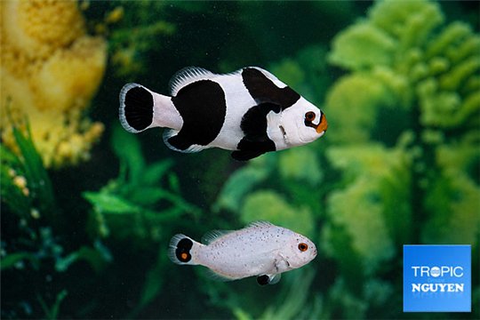 Amphiprion mocha black storm & Amphiprion platinum black spot couple 5-6 cm WYSIWYG acclimaté
