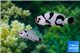 Amphiprion mocha black storm & Amphiprion platinum black spot couple 5-6 cm WYSIWYG acclimaté