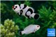 Amphiprion mocha black storm & Amphiprion platinum black spot couple 5-6 cm WYSIWYG acclimaté