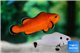 Amphiprion ocellaris naked & Amphiprion ocellaris platinum couple 5-6 cm WYSIWYG acclimaté