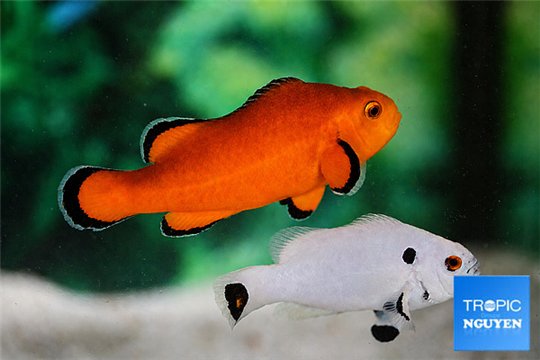 Amphiprion ocellaris naked & Amphiprion ocellaris platinum couple 5-6 cm WYSIWYG acclimaté