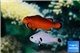 Amphiprion ocellaris naked & Amphiprion ocellaris platinum couple 5-6 cm WYSIWYG acclimaté