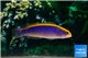 Pseudochromis flavivertex sunrise dottyback 8-10 cm WYSIWYG acclimaté