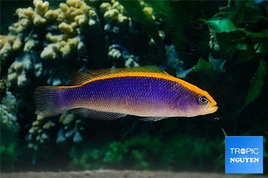 Pseudochromis flavivertex sunrise dottyback 8-10 cm WYSIWYG acclimaté