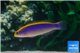 Pseudochromis flavivertex sunrise dottyback 8-10 cm WYSIWYG acclimaté