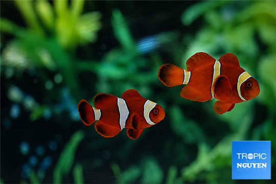 Premnas epigrammata gold élevage couple 4-5 cm WYSIWYG acclimaté