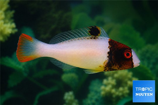 Cetoscarus bicolor 8-12 cm WYSIWYG acclimaté
