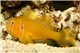 Gobiodon citrinus 4-6 cm
