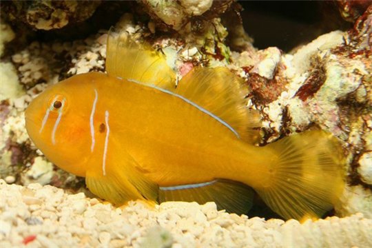 Gobiodon citrinus 4-6 cm