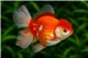 Tête de lion Red & White Rosetail Premium 13-15 cm WYSIWYG acclimaté