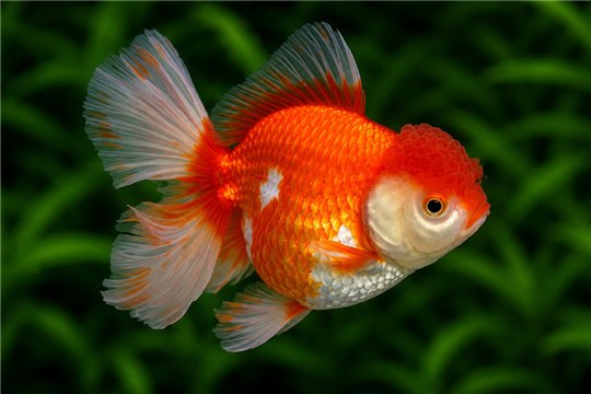 Tête de lion Red & White Rosetail Premium 13-15 cm WYSIWYG acclimaté