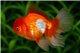 Tête de lion Red & White Rosetail Premium 13-15 cm WYSIWYG acclimaté
