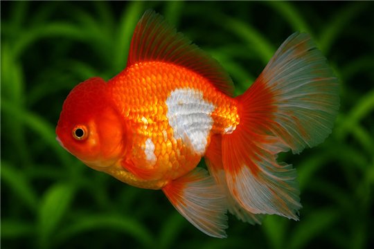 Tête de lion Red & White Rosetail Premium 13-15 cm WYSIWYG acclimaté