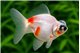 Voile Japonais Telescope White & Red Premium 8-10 cm WYSIWYG acclimaté