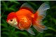 Tête de lion Red & White Rosetail Premium 13-15 cm WYSIWYG acclimaté