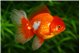 Tête de lion Red & White Rosetail Premium 13-15 cm WYSIWYG acclimaté