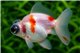 Voile Japonais Telescope White & Red Premium 8-10 cm WYSIWYG acclimaté