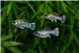 Molly Blue Eletric Sky Blue Premium 4-5 cm WYSIWYG acclimaté