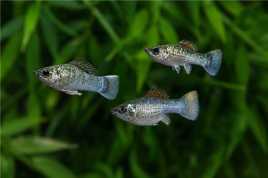 Molly Blue Eletric Sky Blue Premium 4-5 cm WYSIWYG acclimaté