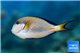 Acanthurus sohal 14-15 cm WYSIWYG acclimaté