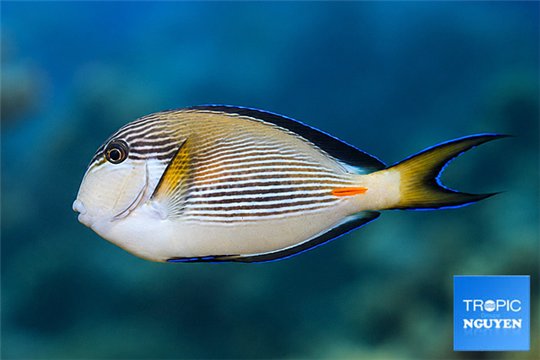 Acanthurus sohal 14-15 cm WYSIWYG acclimaté