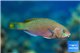Scarus quoyi 13-15 cm WYSIWYG acclimaté