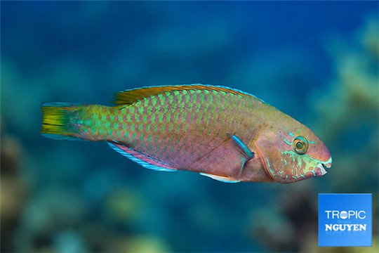 Scarus quoyi 13-15 cm WYSIWYG acclimaté