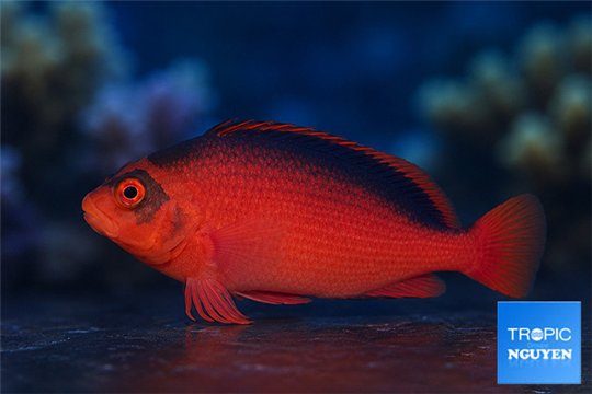 Neocirrhites armatus 8-10 cm WYSIWYG acclimaté