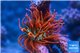 Entacmaea quadricolor Sunburst Premium élevage 6-8 cm WYSIWYG acclimaté