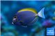 Acanthurus leucosternon & nigricans hybrid 10-12 cm WYSIWYG acclimaté